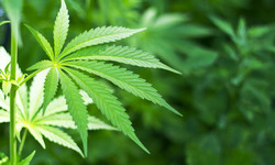 Kannabidiol CBD - kilka zaskakujących faktów o medycznej marihuanie