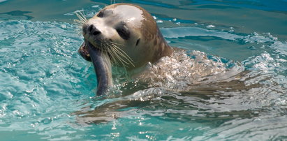 Skandaliczne zachowanie turystów w Gdyni! Atakują bezbronne foki