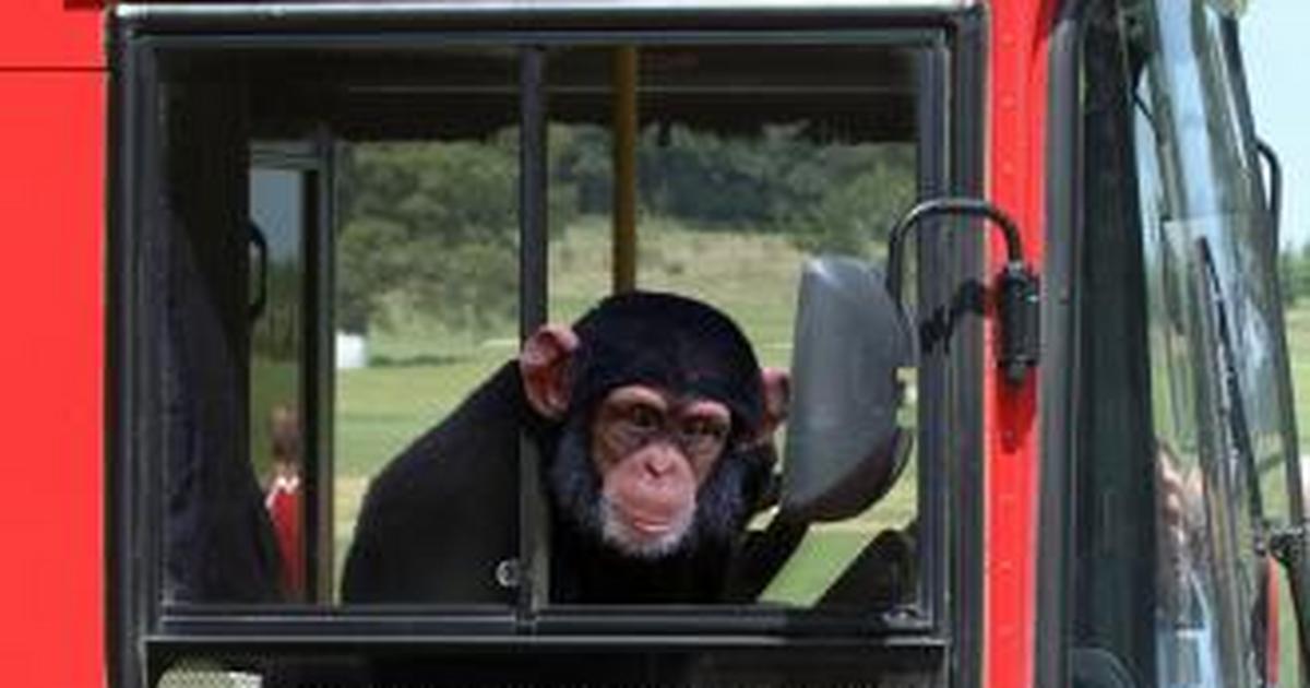 Monkey driving. Обезьяна в автобусе. Обезьяна на грузовике. Обезьяна в маршрутке. Макаки в автобусе.