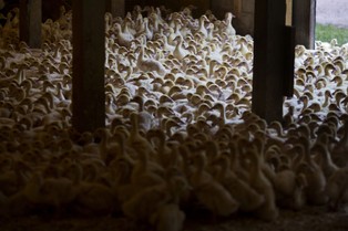 Polski eksport drobiu bije rekordy. Gonimy Zachód, niedługo będziemy unijnym liderem