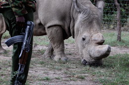 A biotech startup is trying to end poaching by flooding the market with fake rhino horns