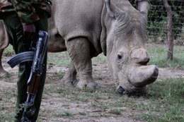 A biotech startup is trying to end poaching by flooding the market with fake rhino horns