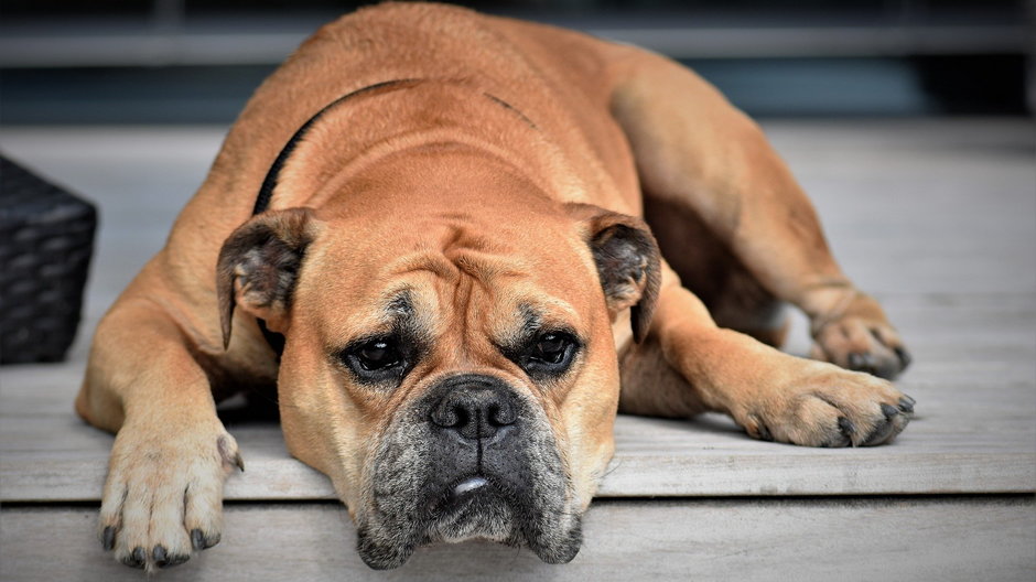 Dyskopatia utrudnia psu swobodne poruszanie się - Pitsch/pixabay.com