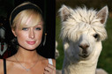 Paris Hilton i lama (fot. Getty Images)