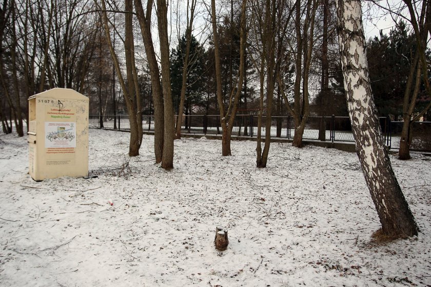 Strtaż Miejska w Porębie ukarała małżonków mandatem za to, że doktrmiali bezdomne koty