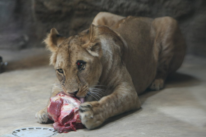 Lwy w gdańskim zoo