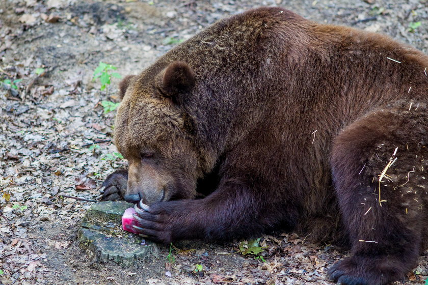 Upał w zoo