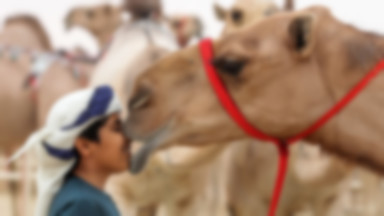 Walka z botoksem na konkursie piękności wielbłądów w Arabii Saudyjskiej