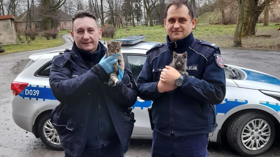 Policjanci uratowali przestraszone kotki