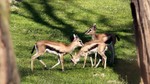 POZNAŃ ZOO GAZELE