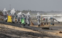 Katastrofa ekologiczna na Sri Lance. Morze na brzeg wyrzuca martwe zwierzęta