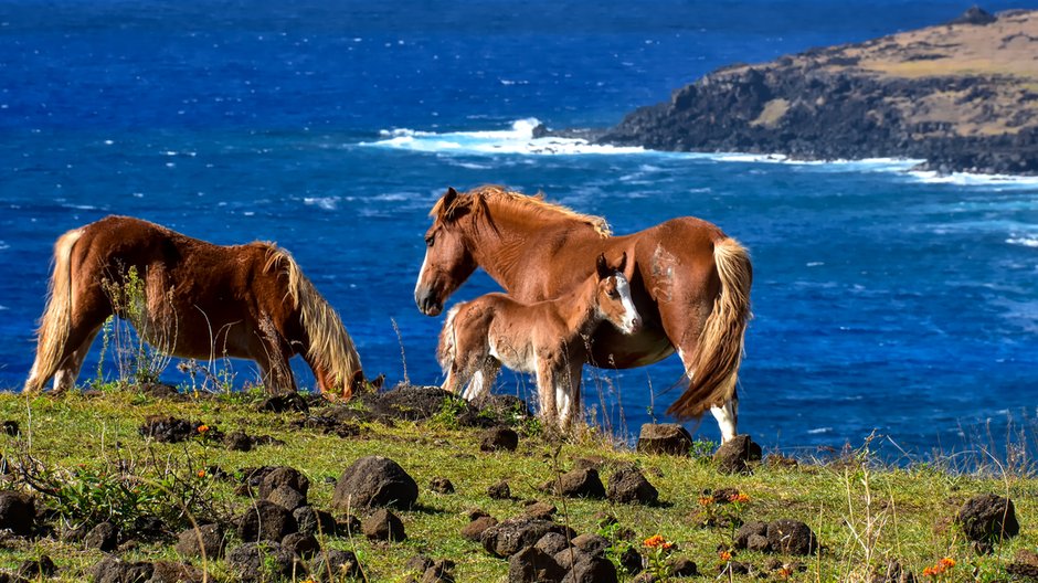 Dzikie konie na Rapa Nui / Wyspie Wielkanocnej