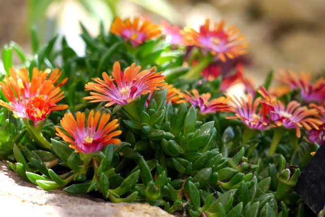 Delosperma