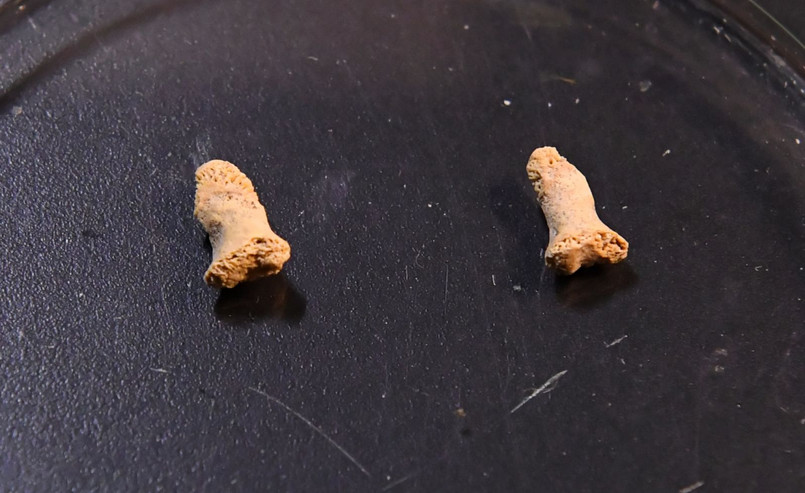 Paliczki najstarszego w Polsce neandertalczyka