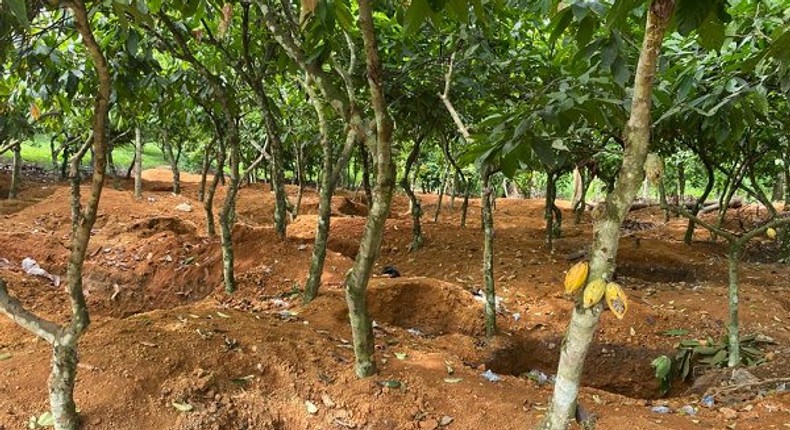 Galamsey cocoa farm