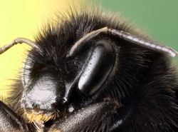 Jedno ukąszenie może zabić