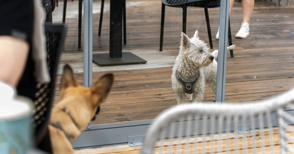 Najlepsze restauracje przyjazne psom. Dwa miejsca z Polski w światowej topce