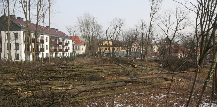 Okrutna rzeź w Milanówku. Pod piłami zginęło ponad 60 zdrowych dębów