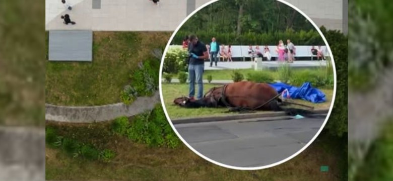 Śmierć wyczerpanej klaczy w Świnoujściu. Prokuratura wszczęła śledztwo