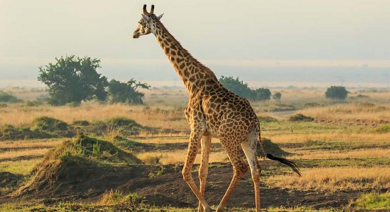 Giraffe courant fumée feu croppé ratio