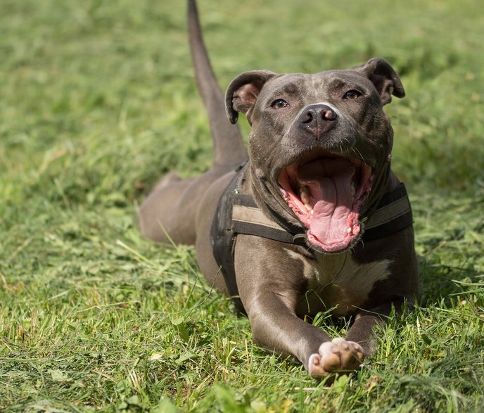 Amstaff kojarzy się z psem bardzo agresywnym - 4924546/pixabay.com