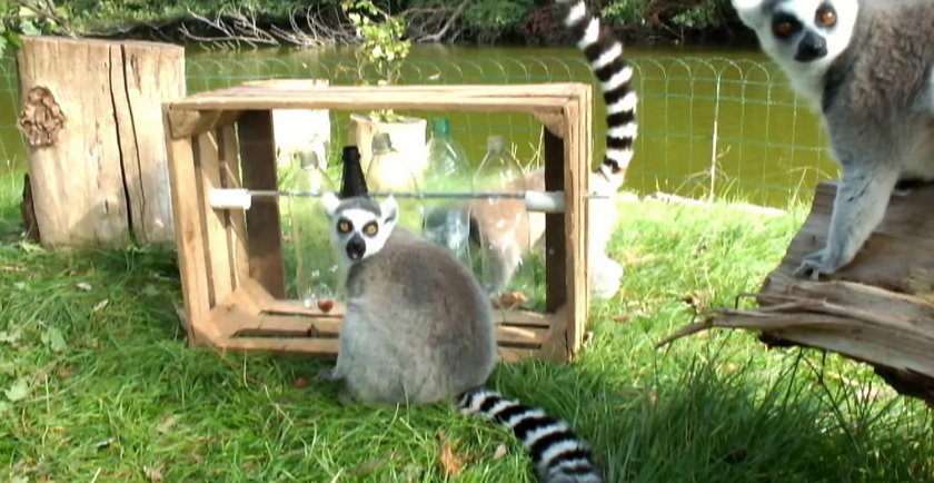 Lemury z zoo mają nową zabawkę