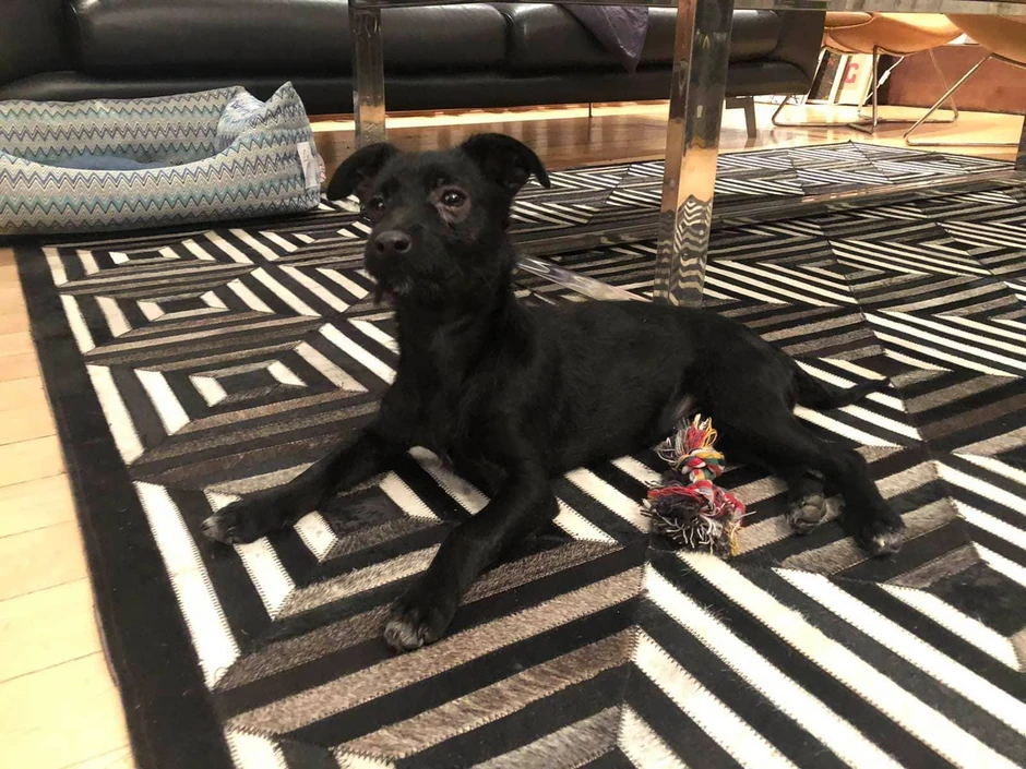 Lanka u svom novom domu