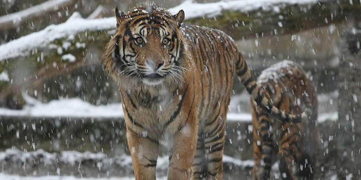 Warszawa, zoo, tygrys, śnieg