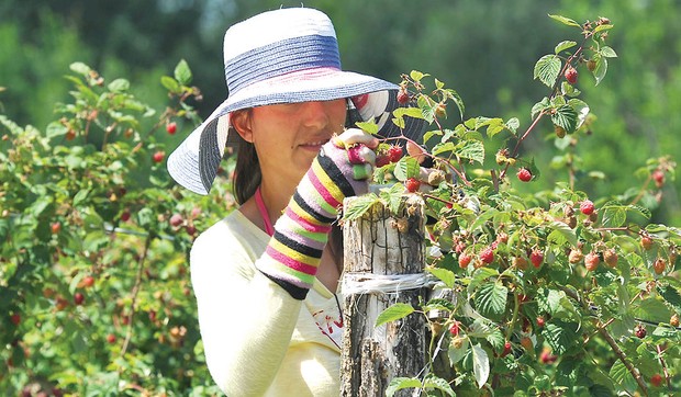 maline