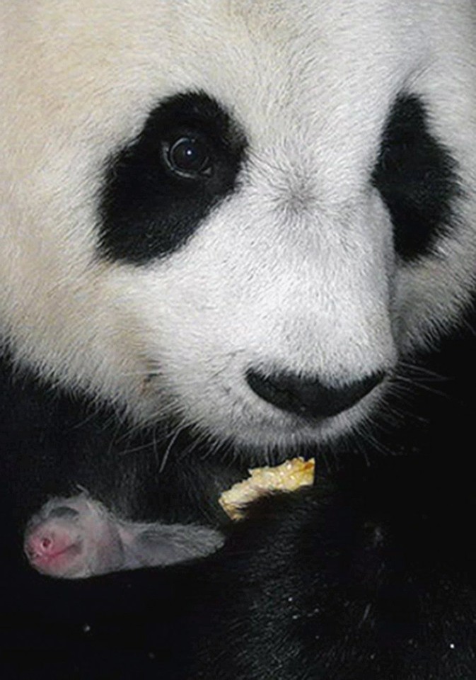 THAILAND NEW BORN PANDA CUB