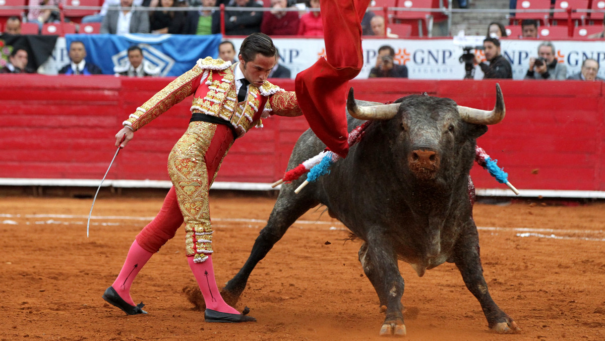 Korrida wraca do Meksyku. Obrońcom praw zwierząt nie udało się uratować byków
