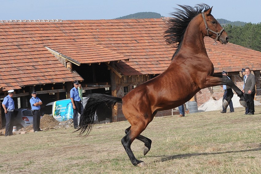 Zvezdan oduševljen slobodom