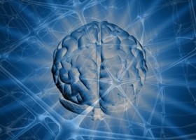 Magyar agykutatók tanulmánya a Science-ben