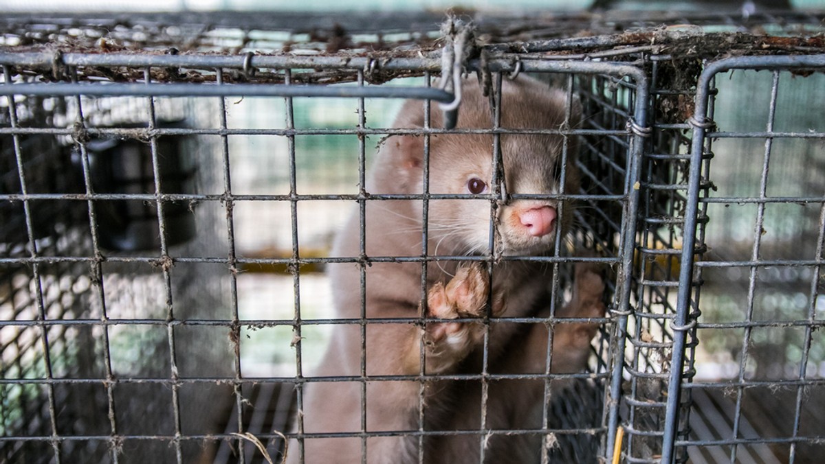 Koronawirus. Dania: będzie ekshumacja milionów norek