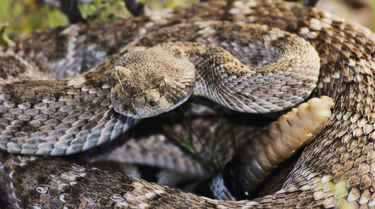 A texasi csörgőkígyó mérge egy emberrel is könnyedén végezhet / Fotó: Shutterstock