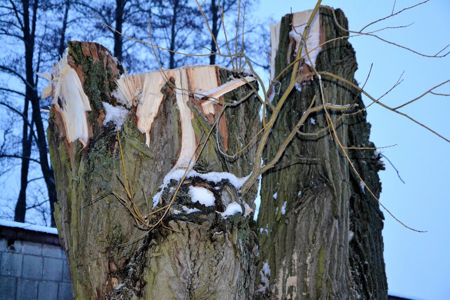 Zniszczone wierzby na ulicy Wierzbowej w Rąbieniu