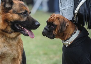 psi foto Tanjug ap (1)