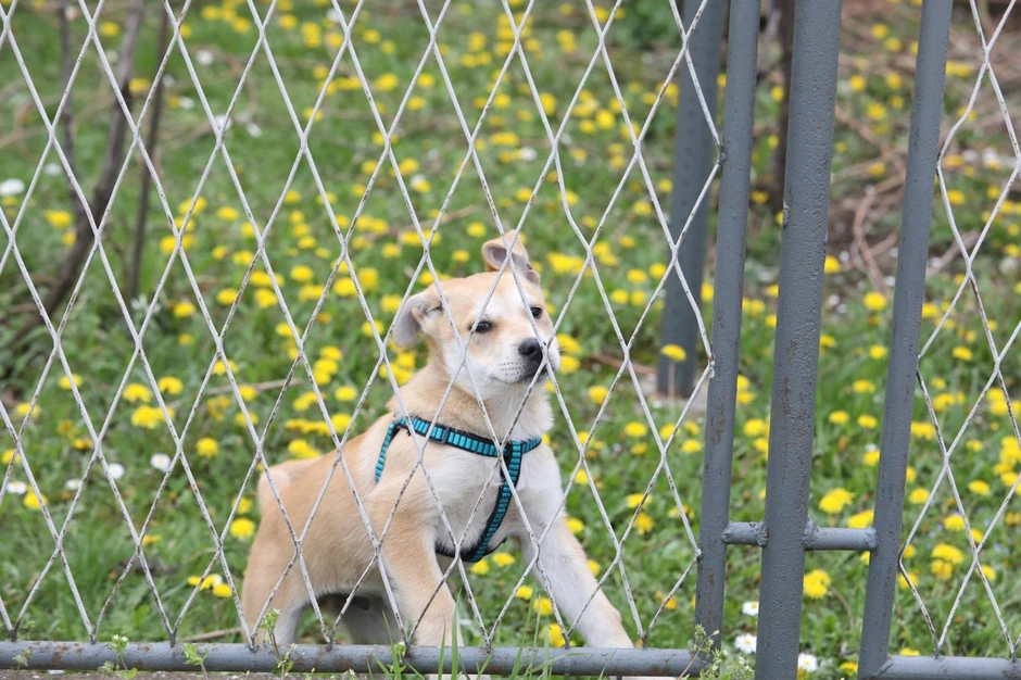 Pas kog je Zoran našao na ulici