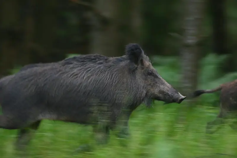 Dziki to bardzo płochliwe zwierzęta