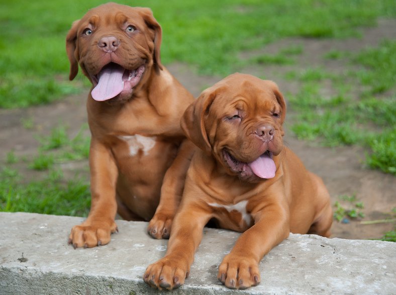 Dogue de bordeaux - raduga21/stock.adobe.com