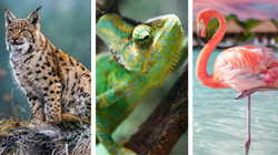 Obrazkowy QUIZ dla ambitnych. ZWIERZĘTA ŚWIATA. Znasz je wszystkie? 15/15 tylko dla mistrza