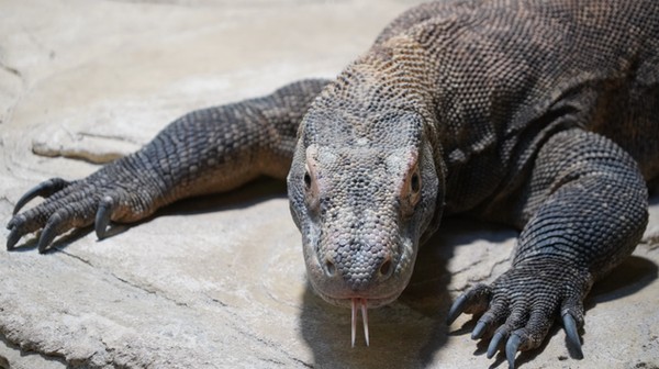 Flores to dorodna samica warana z Komodo