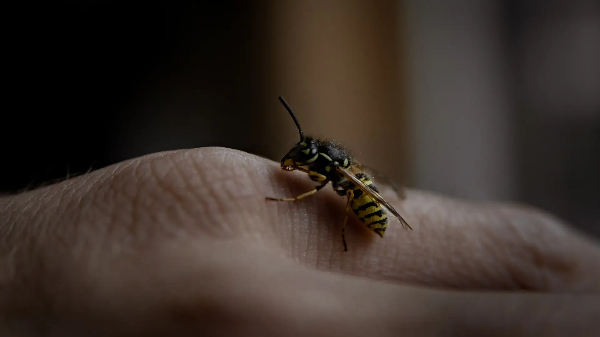 Siedem domowych i aptecznych sposobów na użądlenie osy. Zaoszczędzą ci bólu