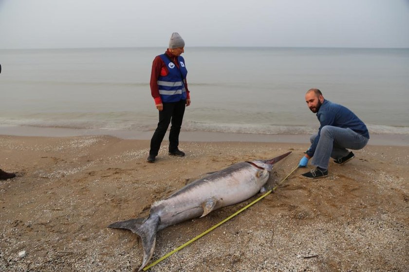 Jantar. Niemal 3-metrowy miecznik odnaleziony na plaży. Co tu robił?