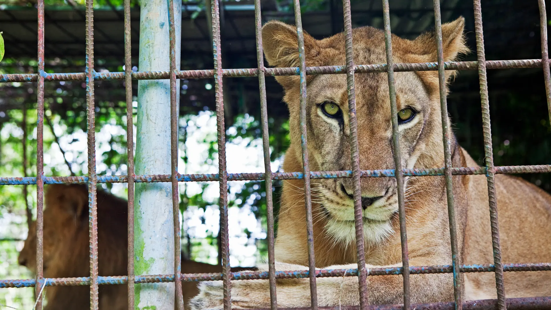 Pracownicy zoo w Charkowie zostali, by opiekować się zwierzętami. Po miesiącu odkryto ich ciała