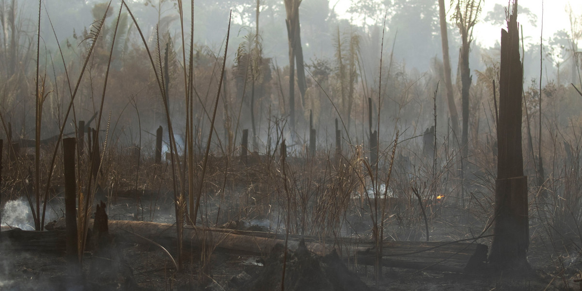 Pożary lasów tropikalnych w Amazonii przyciągnęły uwagę światowej opinii publicznej