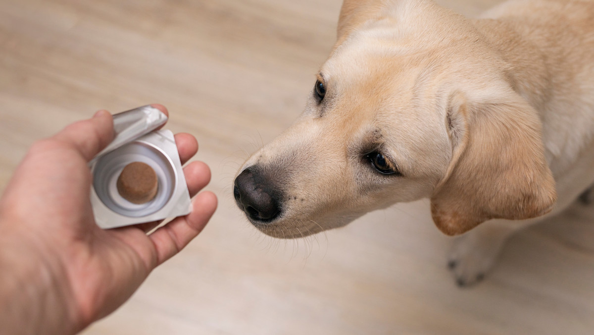 Jak chronić psa przed kleszczami? Co lepsze - obroża, tabletka czy kropelki