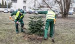 Posadzili świąteczne drzewka