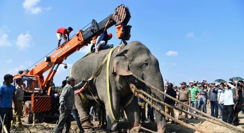 The elephant was tracked for days by forestry officers and tranquilised after a deadly rampage killed five villagers