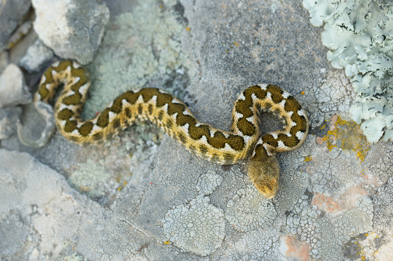 Żmija nosoroga (Vipera ammodytes)